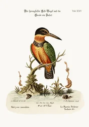 Le Martin-pêcheur tacheté, 1749-73